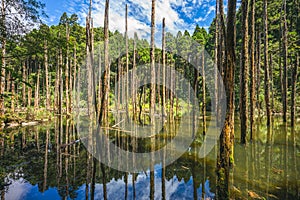 Lotus Forest of Shanlinshi at Nantou, Taiwan