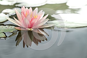 Lotus fragrant white water lily