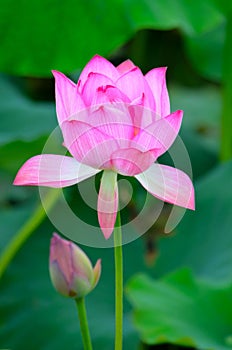 A lotus in full bloom