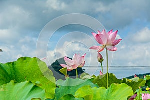 lotus in full bloom with blue sky