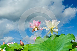 lotus in full bloom with blue sky