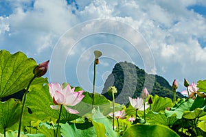 lotus in full bloom with blue sky