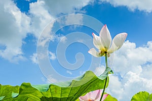 lotus in full bloom with blue sky