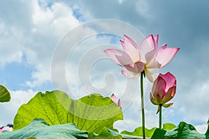 lotus in full bloom with blue sky