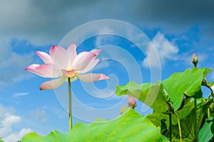 lotus in full bloom with blue sky