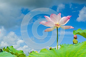 lotus in full bloom with blue sky