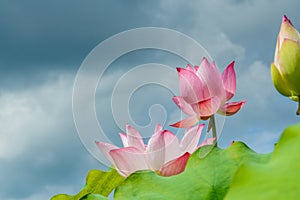 lotus in full bloom with blue sky