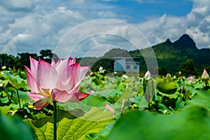 lotus in full bloom with blue sky