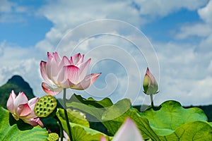 lotus in full bloom with blue sky
