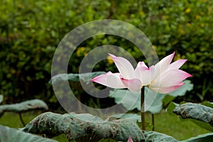 Lotus in the garden
