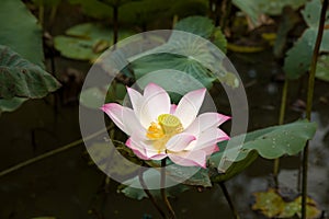 Lotus in the garden