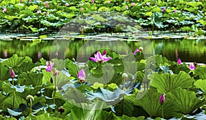 Lotus Garden Reflection Summer Palace Beijing China