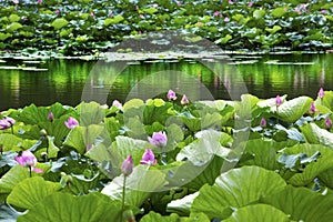 Lotus Garden Reflection Summer Palace Beijing China