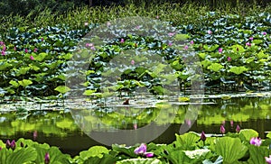 Lotus Garden Reflection Summer Palace Beijing, China