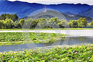 Lotus Garden Reflection Summer Palace Beijing China