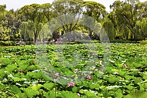 Lotus Garden Summer Palace Beijing, China