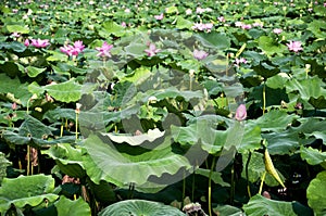 Lotus Garden at West Lake Hangzhou