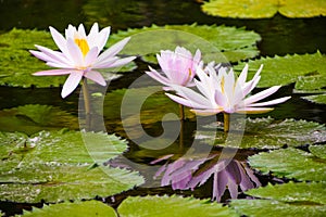 Lotus is the genus name for aquatic plants from the Nymphaeaceae tribe.