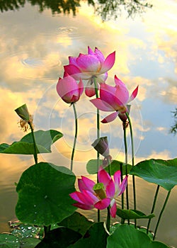 Lotus