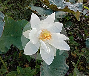 Lotus on green leaf and water surface is considered a symbol of virtue.