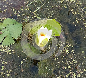 Lotus on green leaf and water surface is considered a symbol of virtue. Belief has existed since the modern era