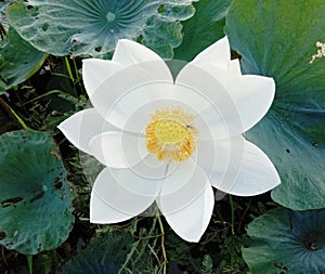 Lotus on green leaf and water surface is considered a symbol of virtue. Belief has existed since the modern era.