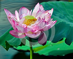 The lotus and green leaves