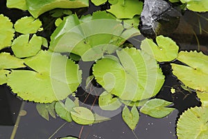 Lotus green leaves with water drops on water surface in the pond.