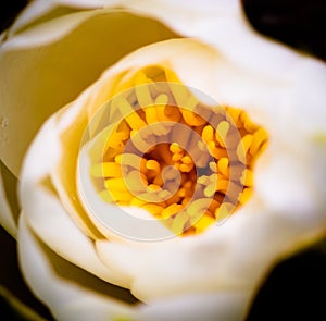 lotus flowern water lilyn photo