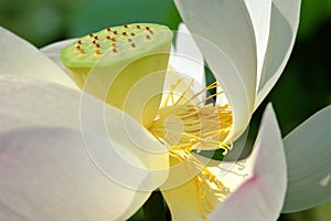 Lotus heart photo