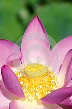 Lotus heart