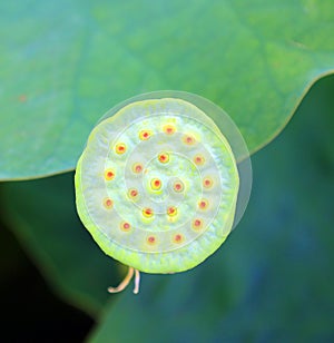 Lotus heart flower, Nelumbo nucifera,