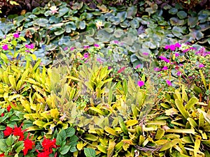 Lotus with Impatience pink flowers w.vegetation