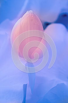 Lotus in infrared light
