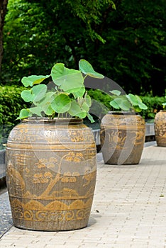 Lotus in jar