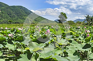 Lotus Komarova on a lake under sun shine in Vietnam