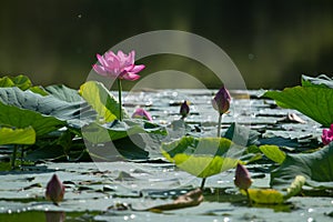 Lotus Komarova on the wild Far Eastern lake