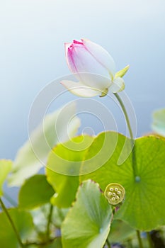 Lotus in Lake