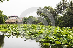 A lotus lake in ancient village in Hanoi