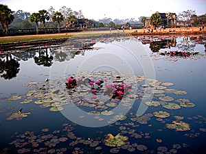 Lotus in lake Angkor Vat photo