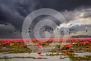Lotus Lake and A flock of flying birds on Rain cloud sky background