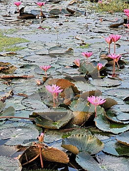 The lotus lake gulawat indore india