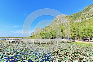 Lotus Lake at Khao Sam Roi Yot National Park