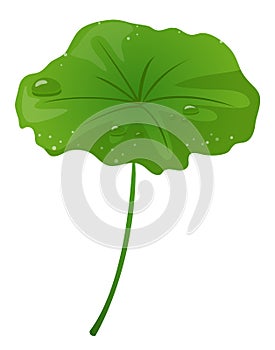 Lotus leaf