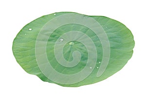 Lotus leaf