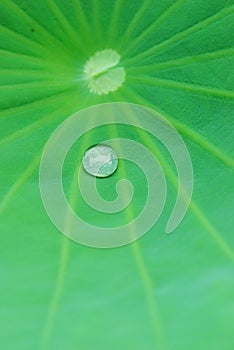 Lotus leaf