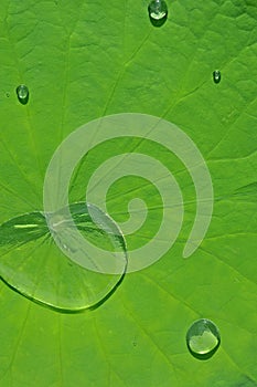 Lotus leaf