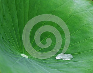 Lotus leaf