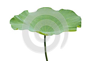 Lotus leaf