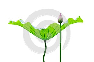 Lotus leaf and bud